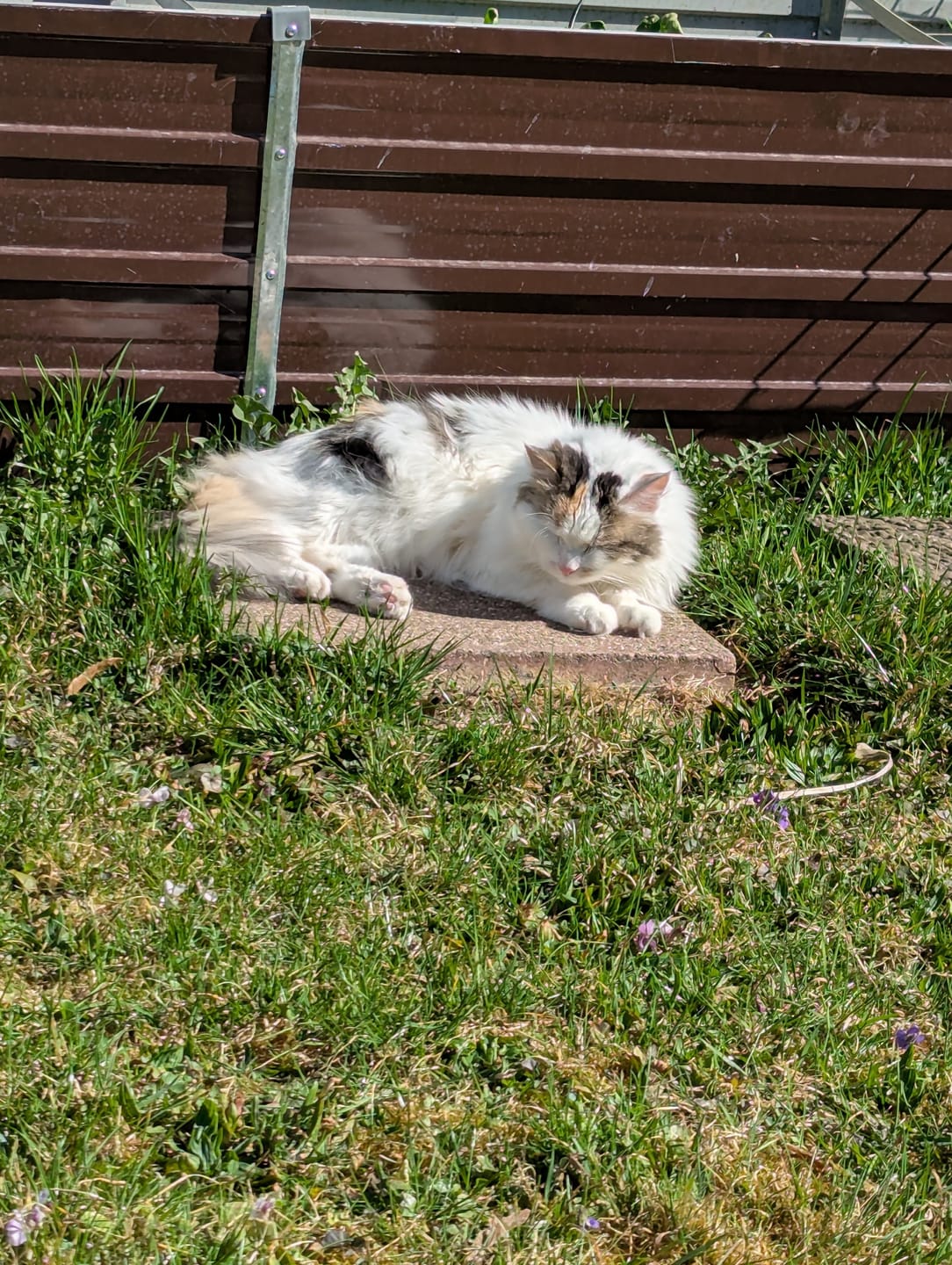 Customer photo review of Zpot-on für Katzen gegen Zecken, Flöhe, Milben & Mücken [Jahresvorrat]