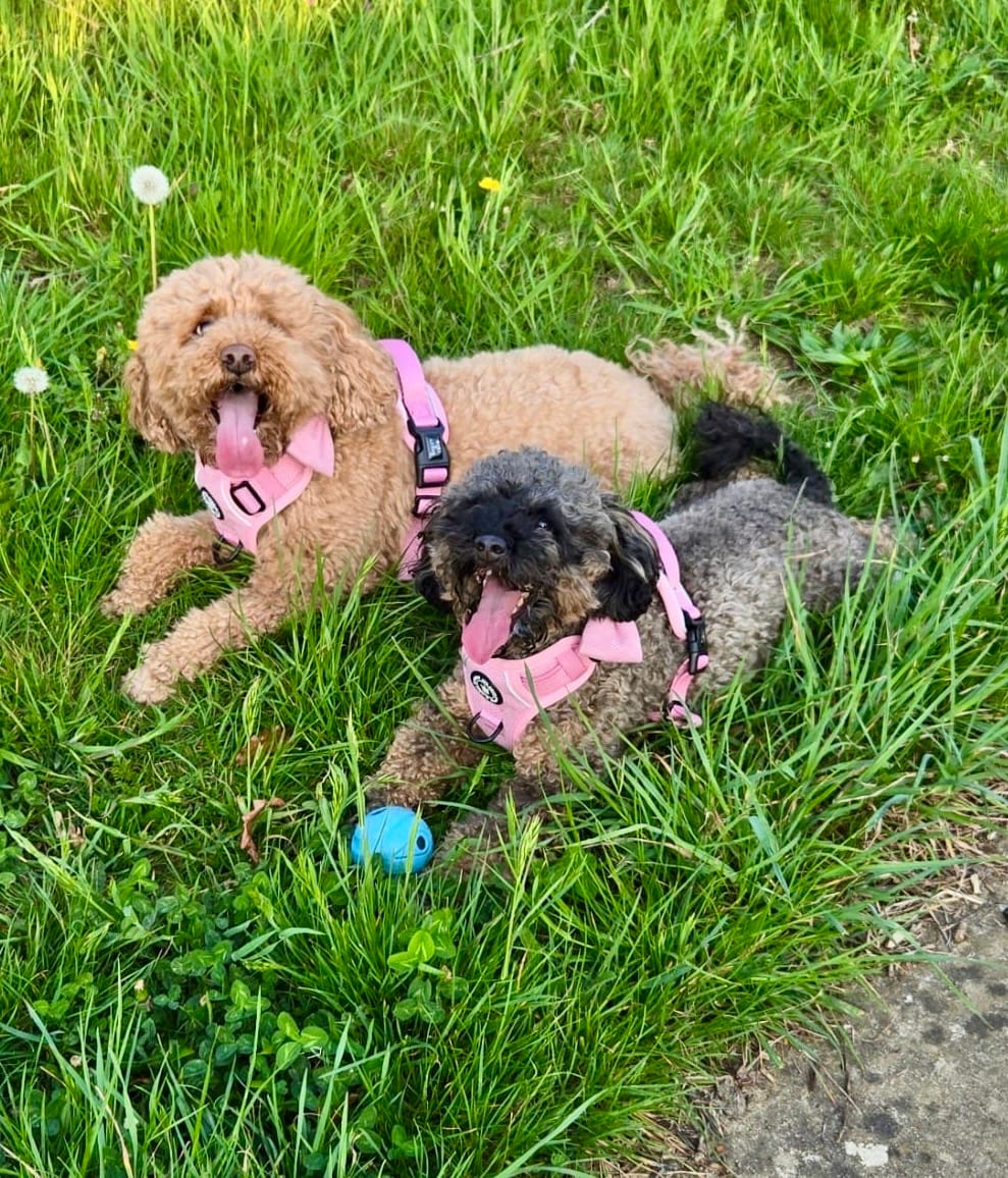 Customer photo review of Bubblegum Pink Tweed Dog Harness - No Pull & Reflective | Trail & Glow®
