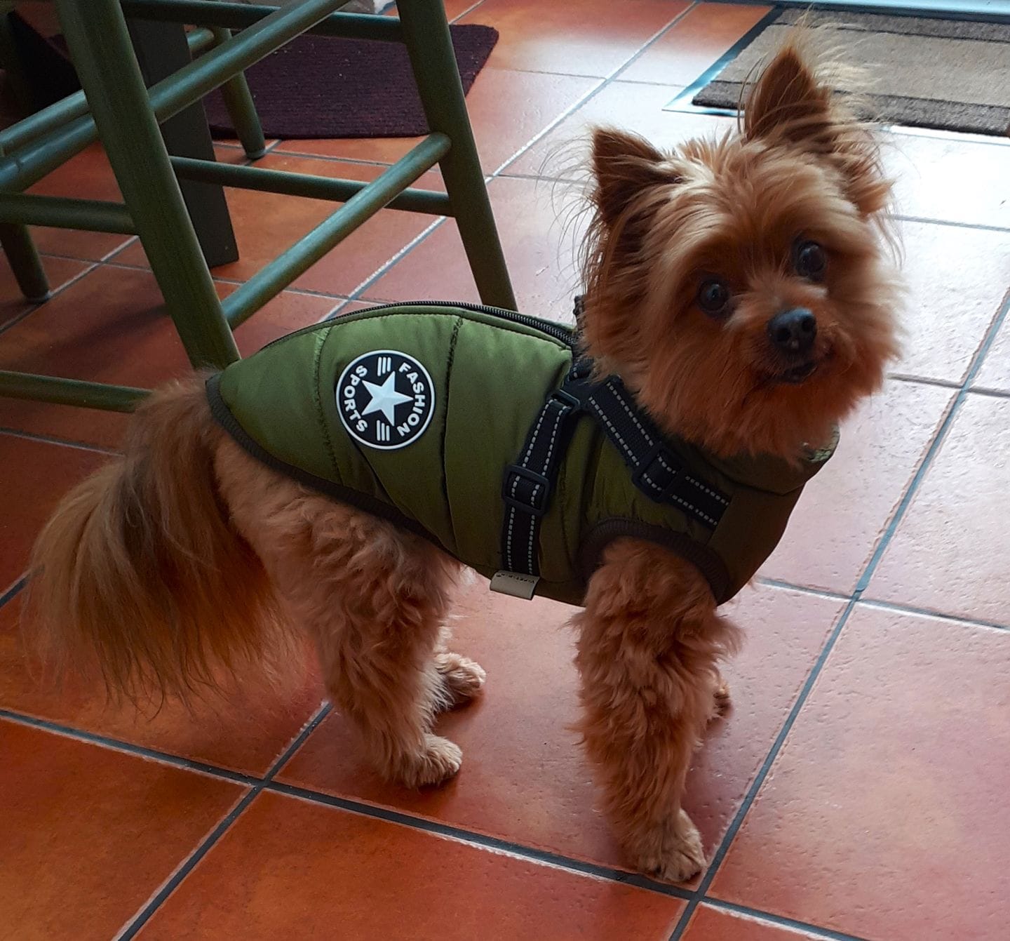 Customer photo review of DoggyKing™ 3 in 1 Jacket