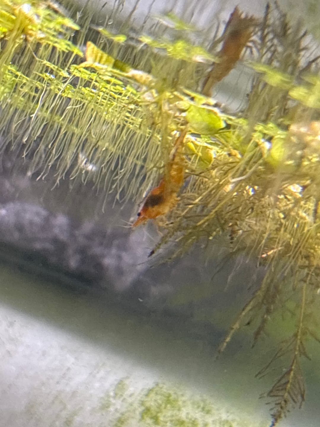 Customer photo review of Snowball Shrimp