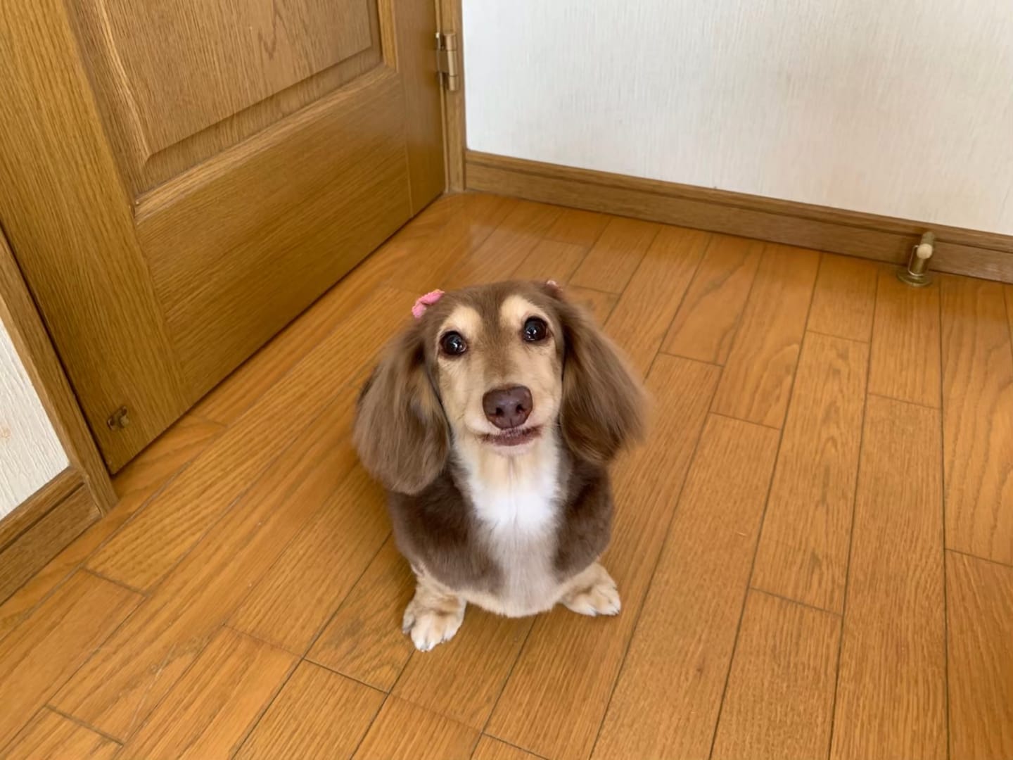 Customer photo review of FunFunPet おしゃれ リード
