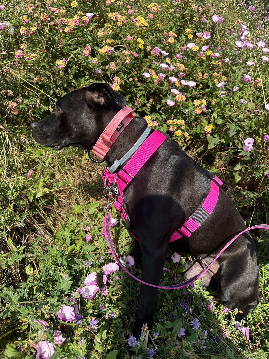 Customer photo review of Training Anti Pull TRI-Harness® | M-XL Breeds - Magenta