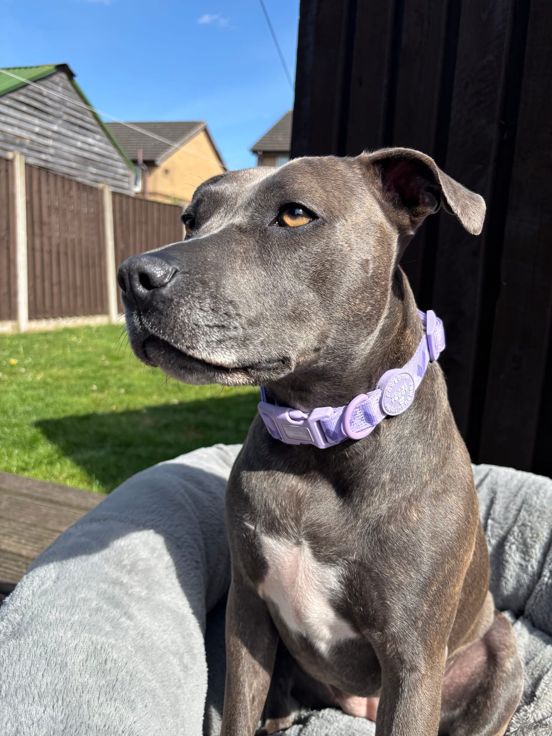 Customer photo review of Collar - Walkies Ready® Lavender Lilac