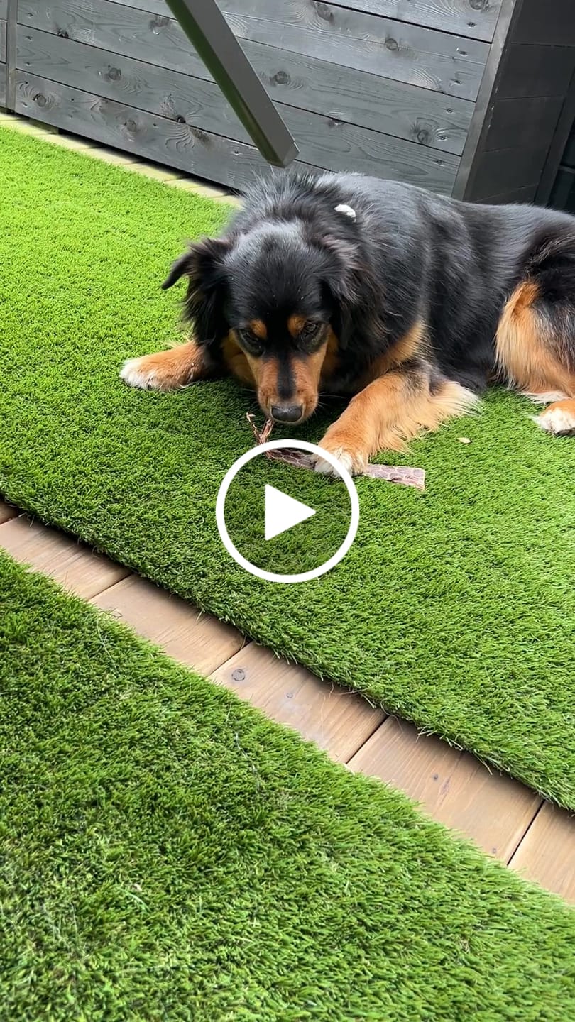 Customer video review of 12 Inch Beef Jerky Strip