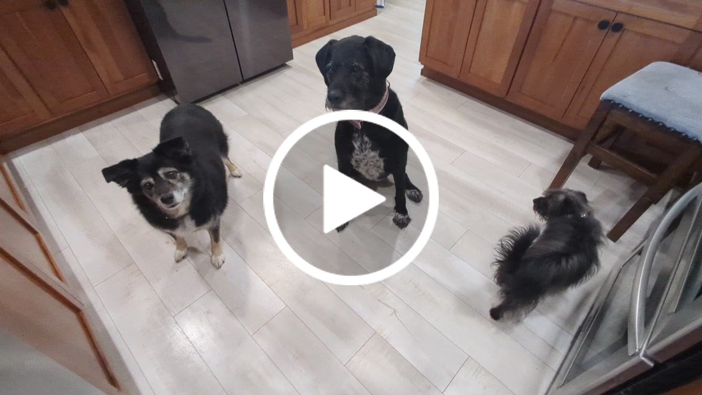 Customer video review of Natural Dog Food Samples