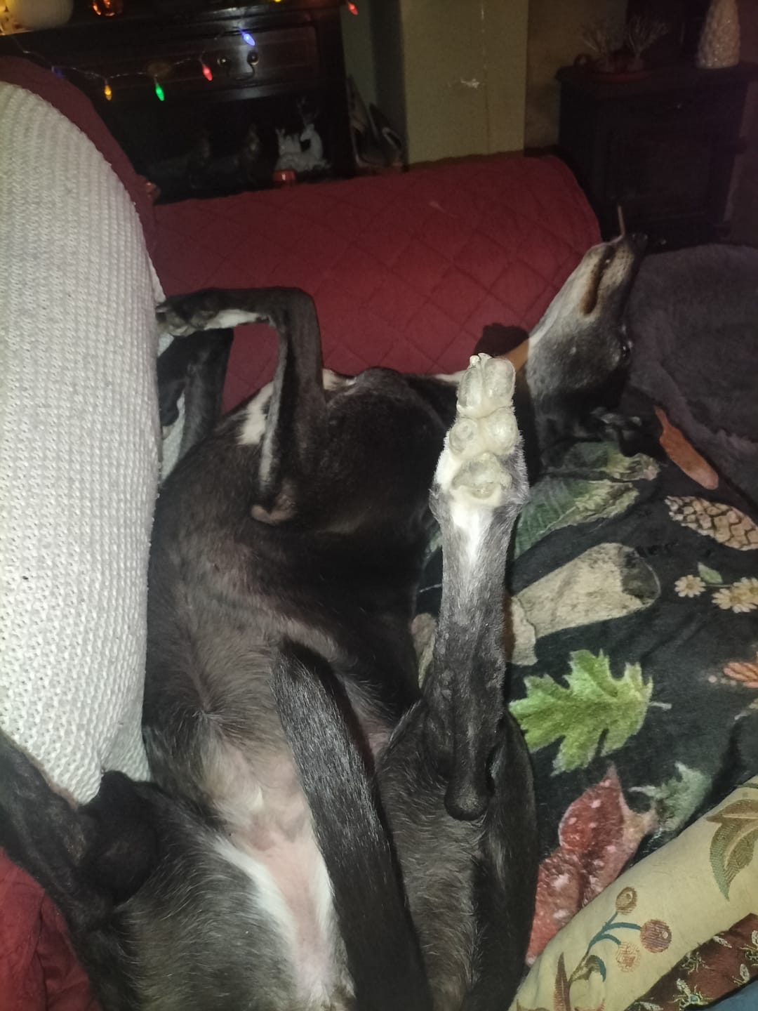 Customer photo review of Total Joint Care Supplement For Dogs