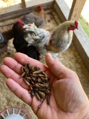 Customer photo review of GrubTerra Dried Black Soldier Fly Larvae