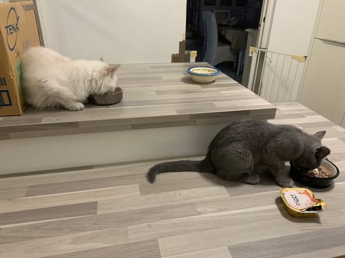 Avis photo d'un client sur Pâtée Chat Stérilisé Sans Céréales - Poulet, Tomates & Olives