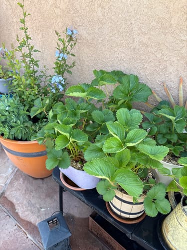 Customer photo of raised bed strawberry plants fed with Elm Dirt Plant Juice and Bloom Juice
