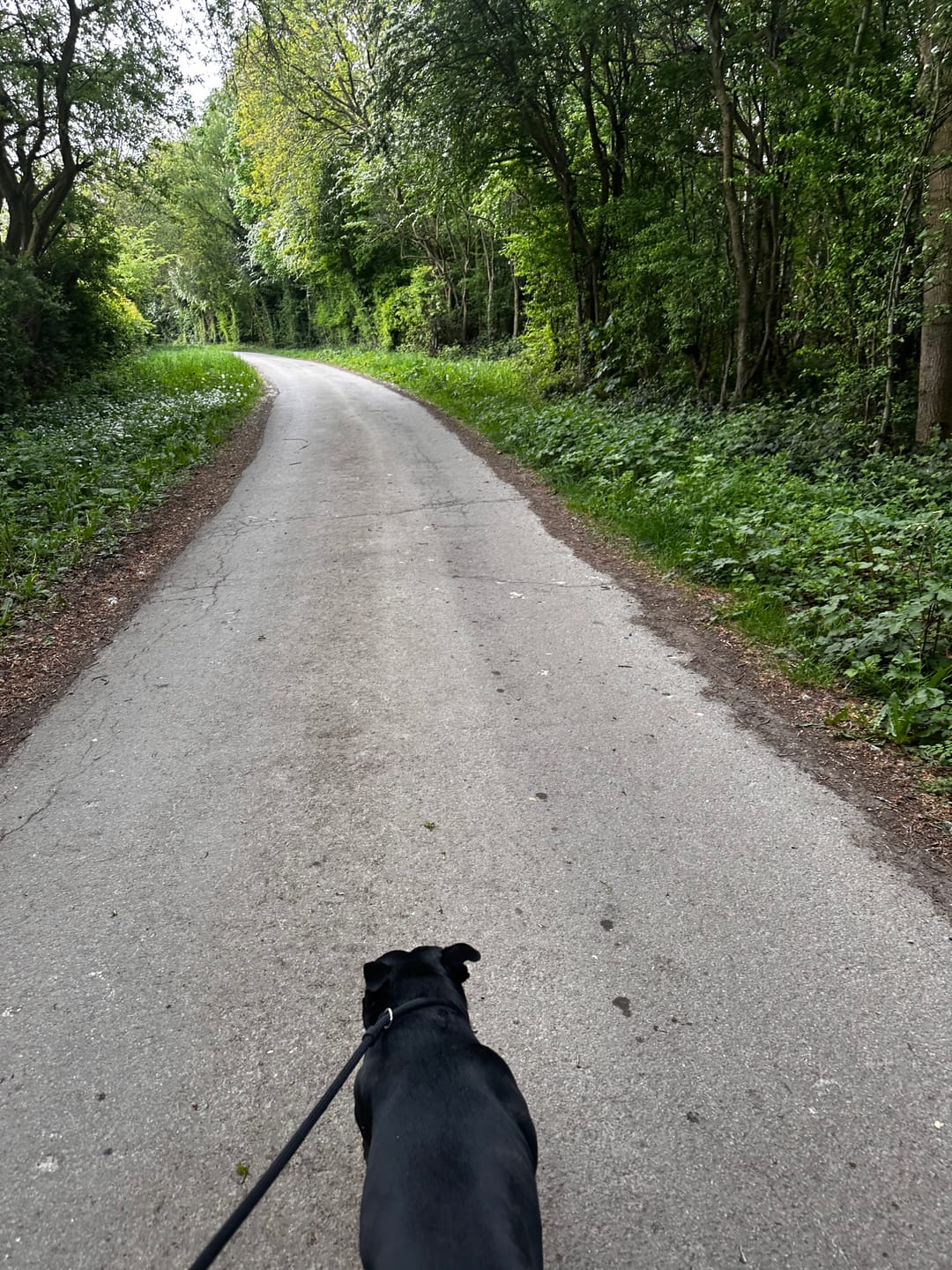 Customer photo review of Slip Training Lead | Anti Pull & No Choking -  Black