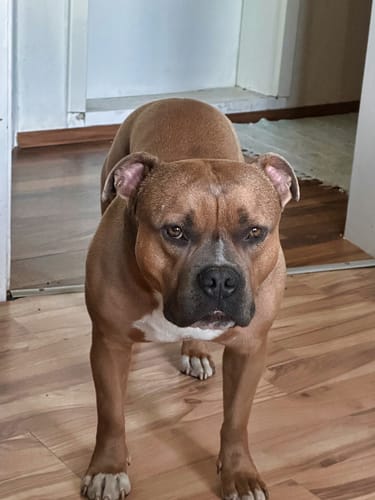 Customer photo review of Velvet Dog Hoodie - Emerald Green