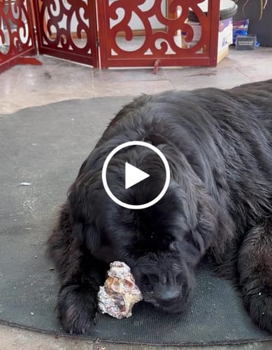 Customer video review of Large Ostrich Cane (11.5" x 5"): The Ultimate Long-Lasting Chew for Medium, Large & XL Dogs