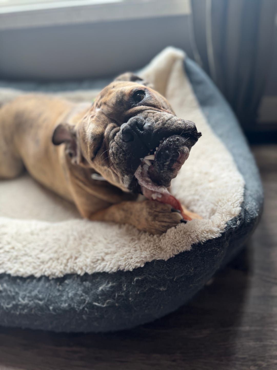 Customer photo review of 12 Inch Monster Braided Bully Stick