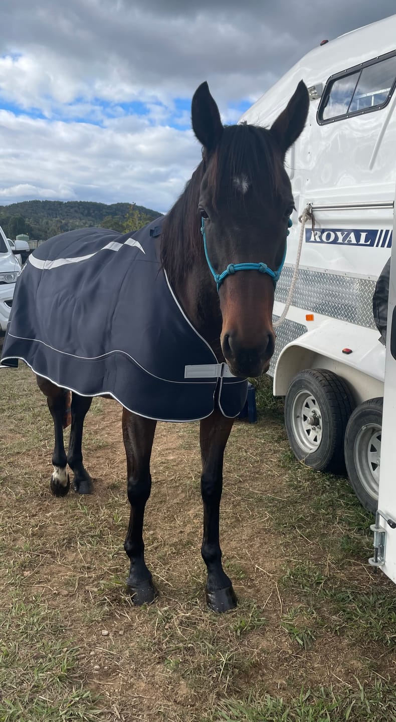 Customer photo review of Horseware Dry Liner