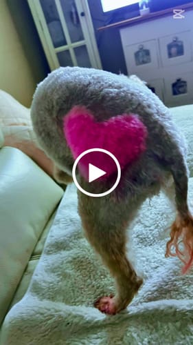 Customer video review of PaWz GroomMate Pet Grooming Kit