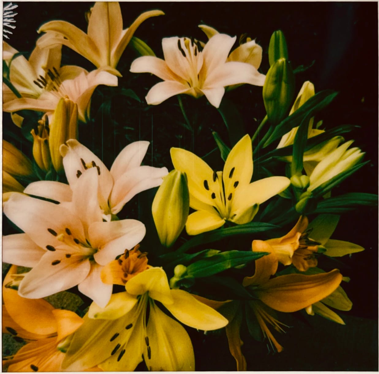 Customer photo review of Polaroid SX-70 Folding Camera Repair (Non-Autofocus Models)