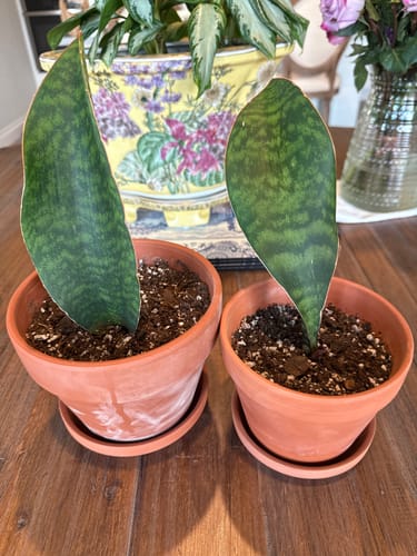 Customer photo review of Shark Fin Snake Plant