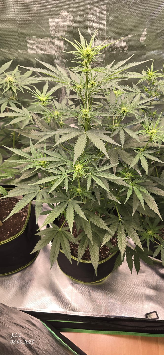 Customer photo review of Gelato F1 Cali Weed THC Samen – 50 Tage von Keimung bis Ernte – Autoflower – Die schnellsten Cannabis Samen der Welt