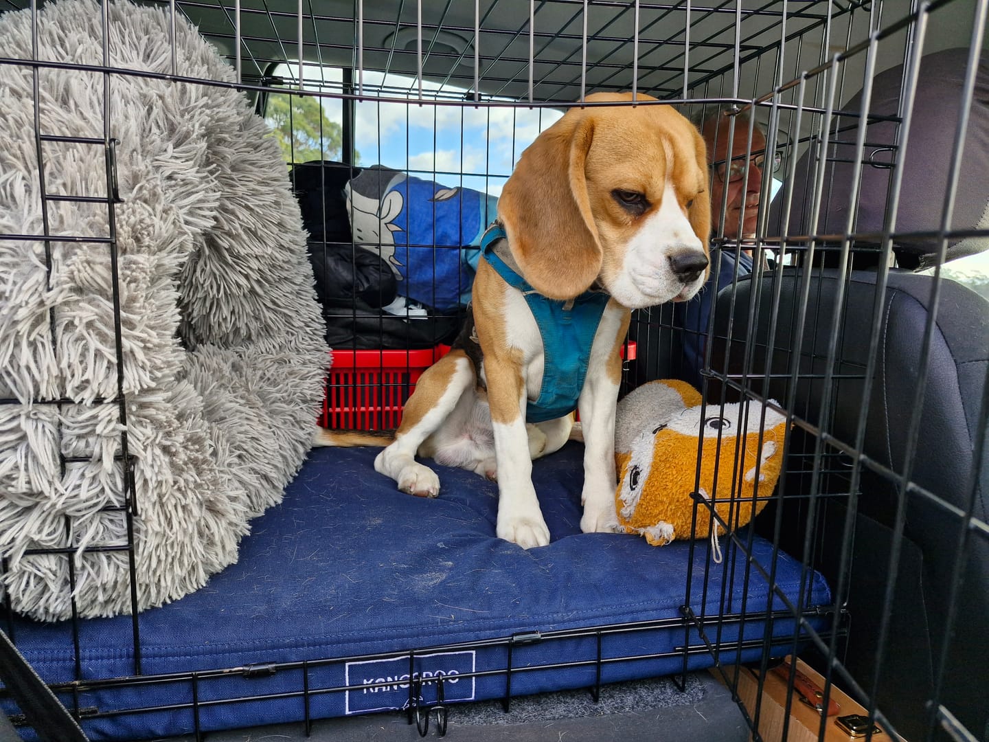 Customer photo review of Kangaroo Dog Crate Mat