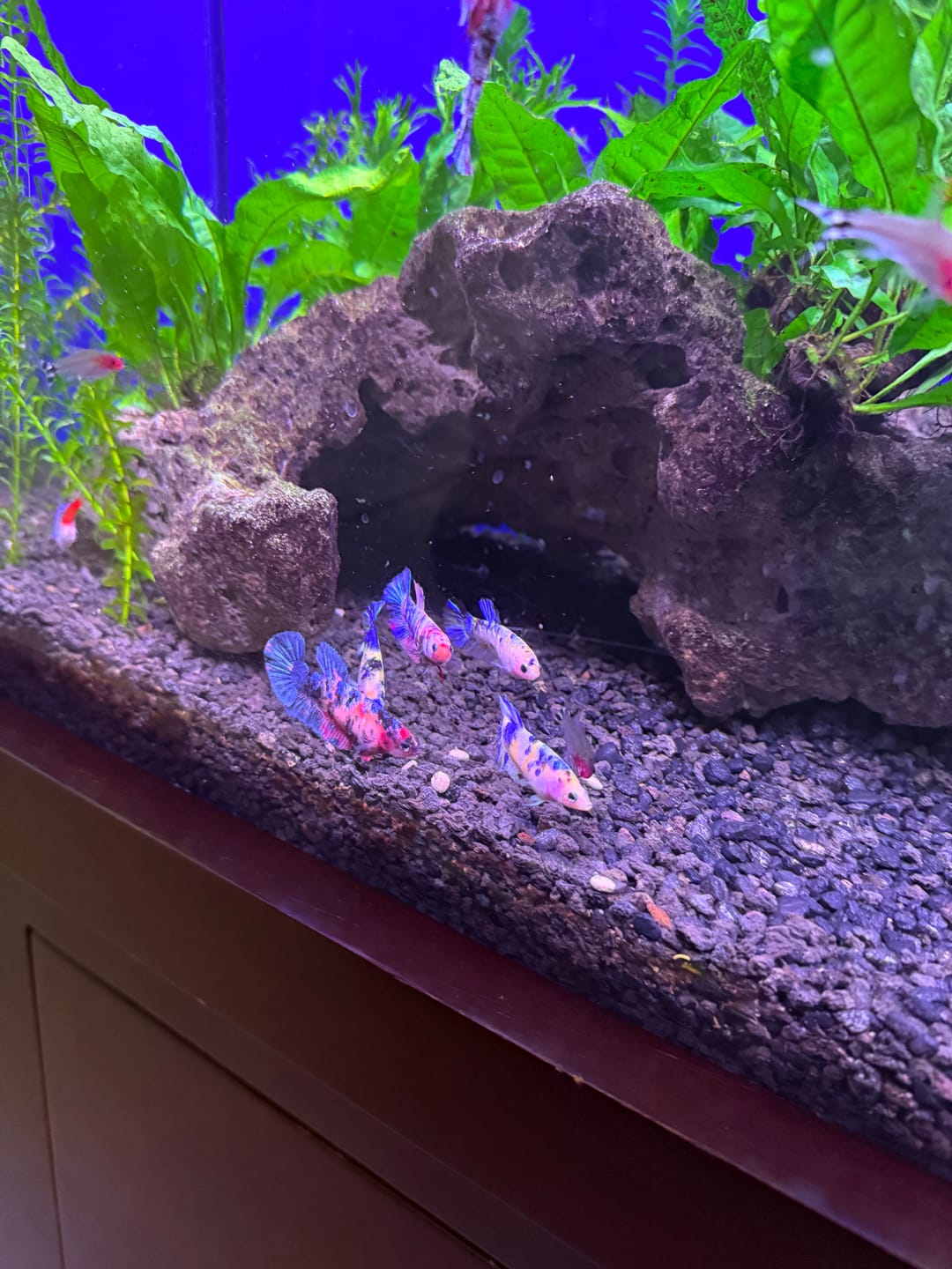 Customer photo review of Koi Red Galaxy Male Betta Fish High Grade | Buy 4 Get 1 Free | Mystery Betta