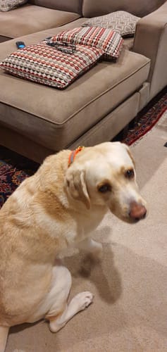 Roopam G. review of Hi-Viz Working dog style flat collar with Brass Hardware (1”/25mm Width) image 1 out of 3