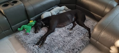 Customer photo review of PaWz Premium SuperMat Calming Bed Memory Foam Dog Mat