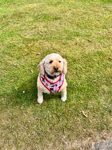 Customer photo review of Adjustable Dog Harness - Fluff And Chill