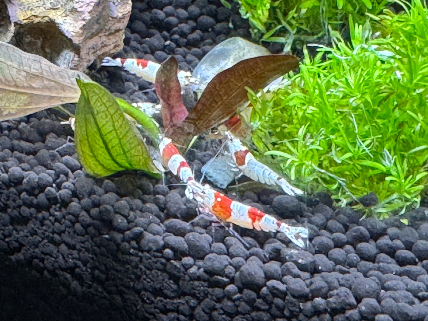 Customer photo review of Crystal Red Shrimp