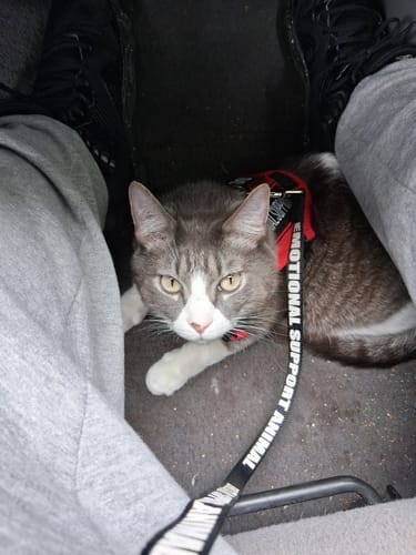 Customer photo review of Quail Hatchlings