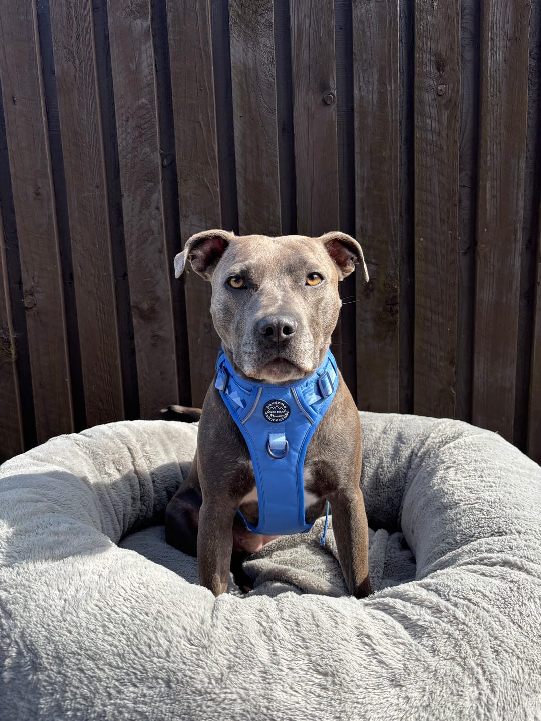 Customer photo review of Tough Trails™ Harness - Walkies Ready® Cornflower Blue