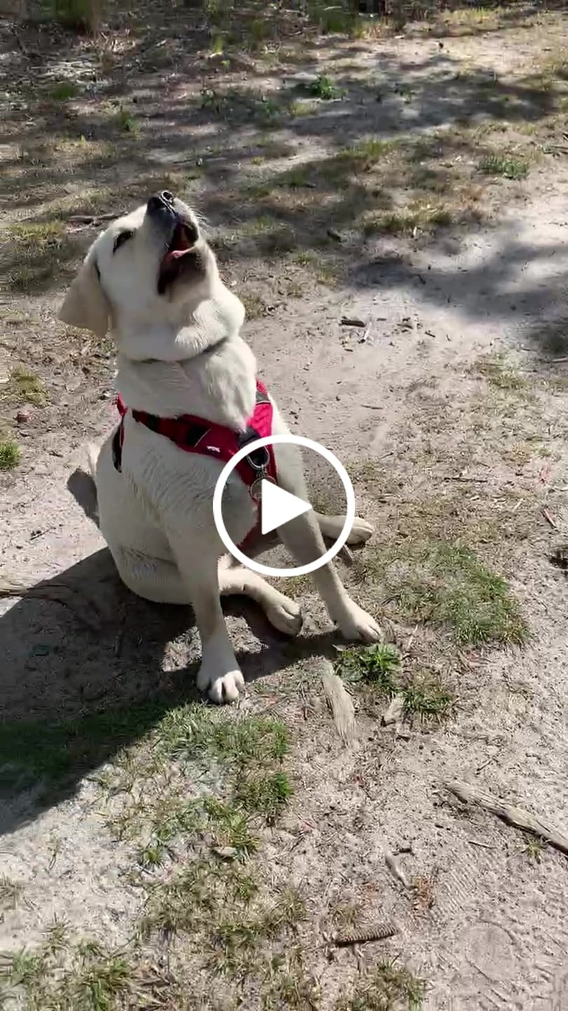 Customer video review of Anti Pull Harness | With Handle & Lighter | Hurricane Harness - Carminerose