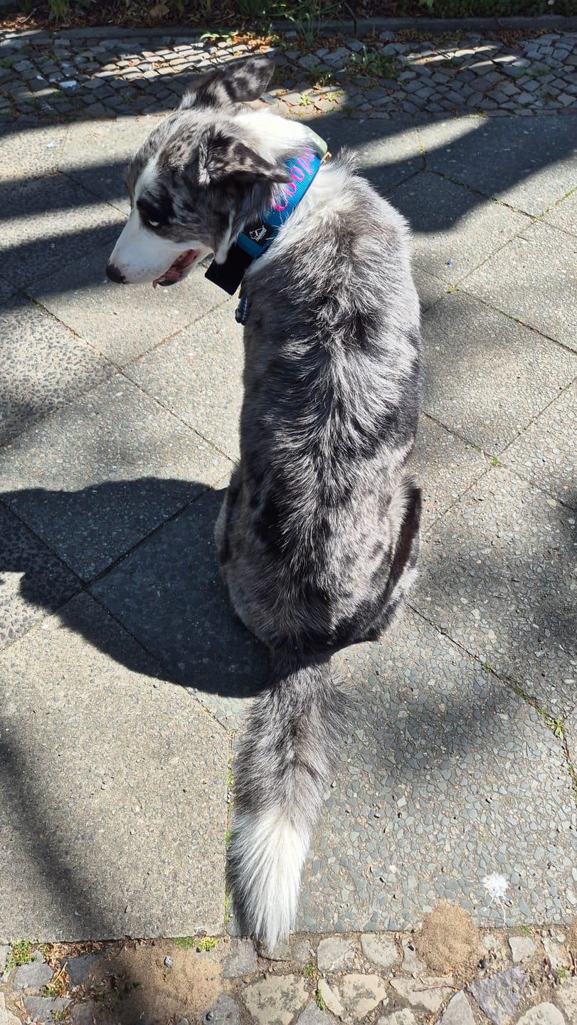 Customer photo review of Hundhalsband med namn