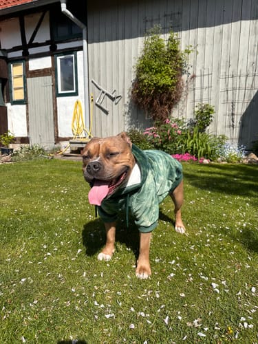 Customer photo review of Velvet Dog Hoodie - Emerald Green