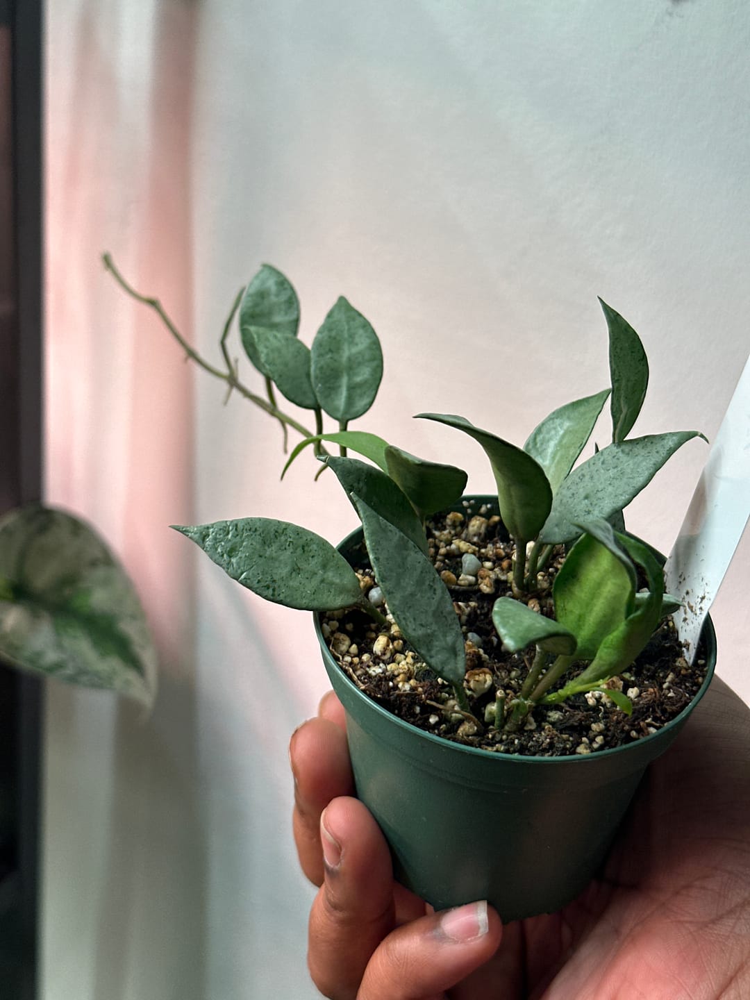 Customer photo review of Hoya lacunosa 'Mint'