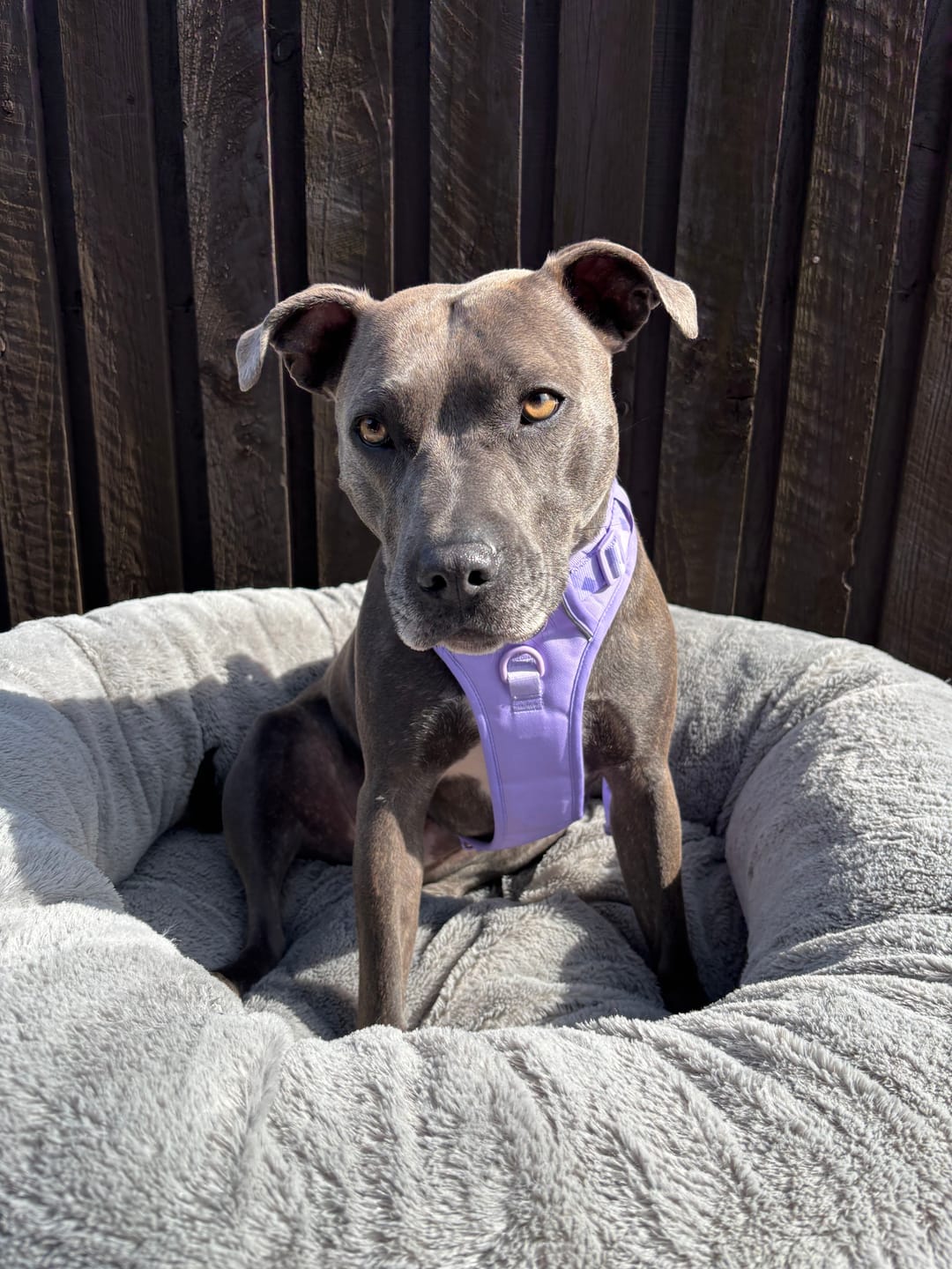 Customer photo review of Tough Trails™ Harness - Walkies Ready® Lavender Lilac