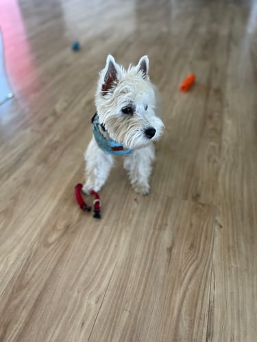 Customer photo review of Exclusive Printed Set [Pattern: Sun Showers]