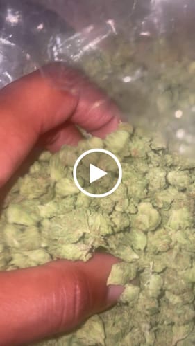 Customer video review of OG Kush - Bulk - Minis (Indica)