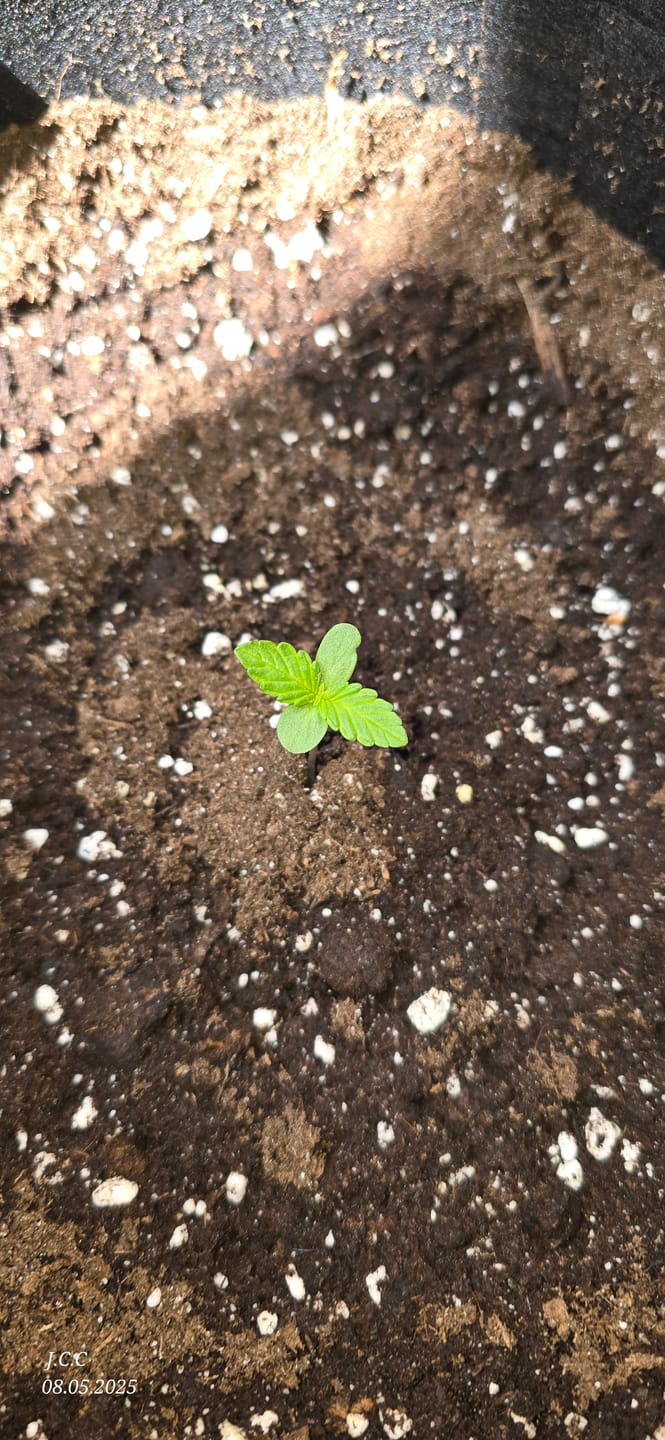 Customer photo review of Purple Haze 040 Cannabis Samen - Extra Strong - Feminisierte Autoflowering Samen