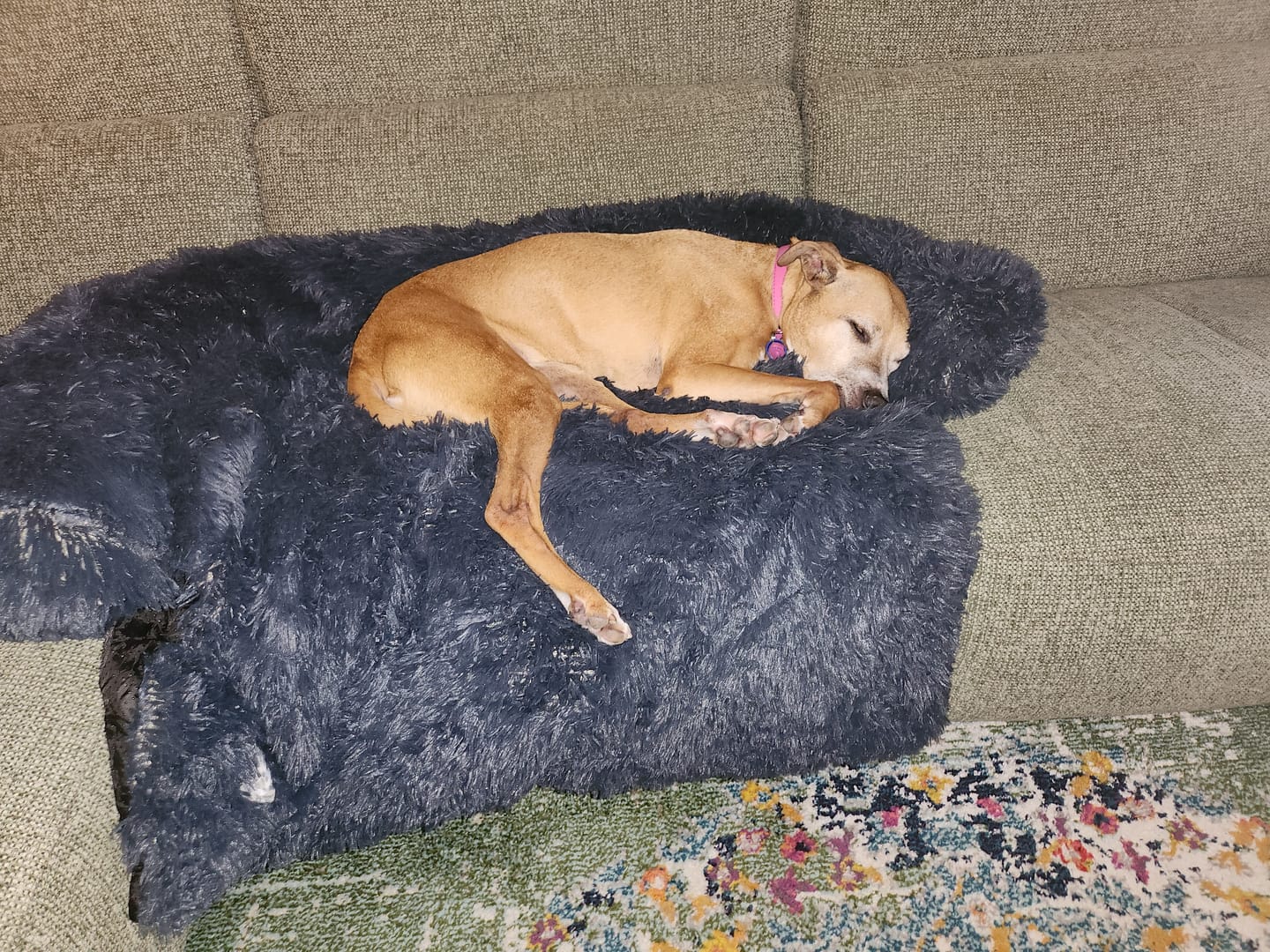 Customer photo review of Calming Couch Bed