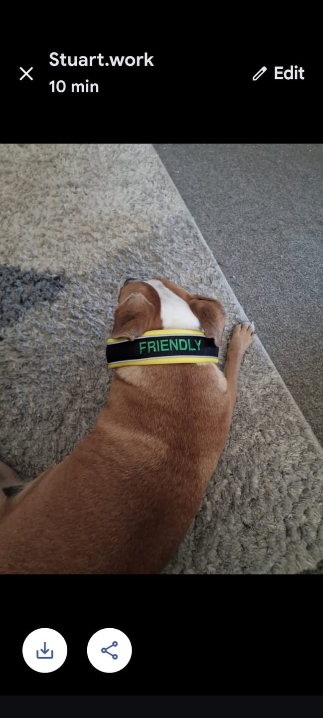Customer photo review of 4cm Slip on Collar | Foam Padded - Black x Yellow