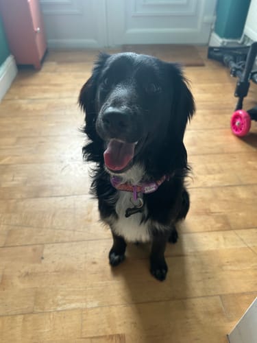 Customer photo review of Disney© Collar - Buzz Lightyear