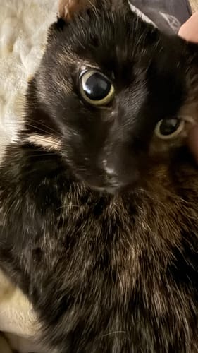 Customer photo review of D391 Shocker Orange Crème Dip Powder