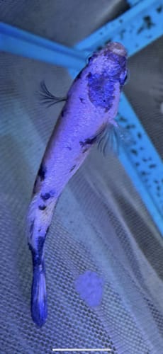 Customer photo review of Female Betta Fish Marble Dot Moo Cow Plakat