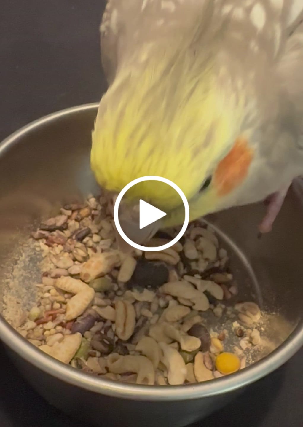 Customer video review of Whole Balance by Bird Bites - Cooked & Freeze Dried Grains & Legumes