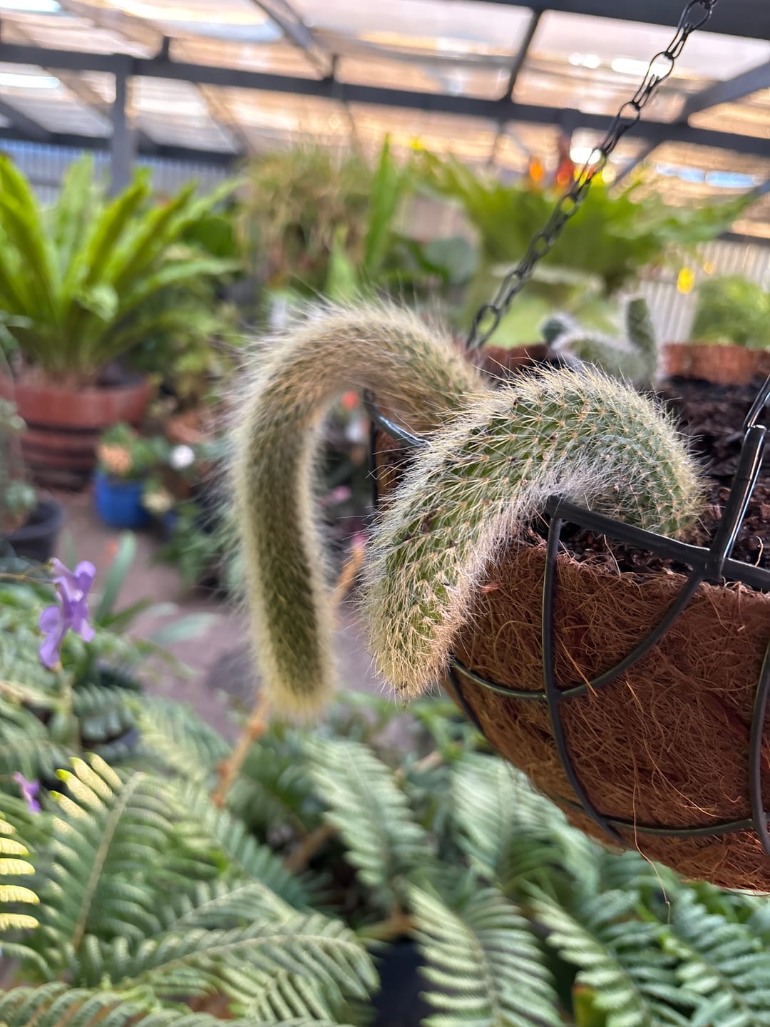 Customer photo review of Monkey Tail Cactus