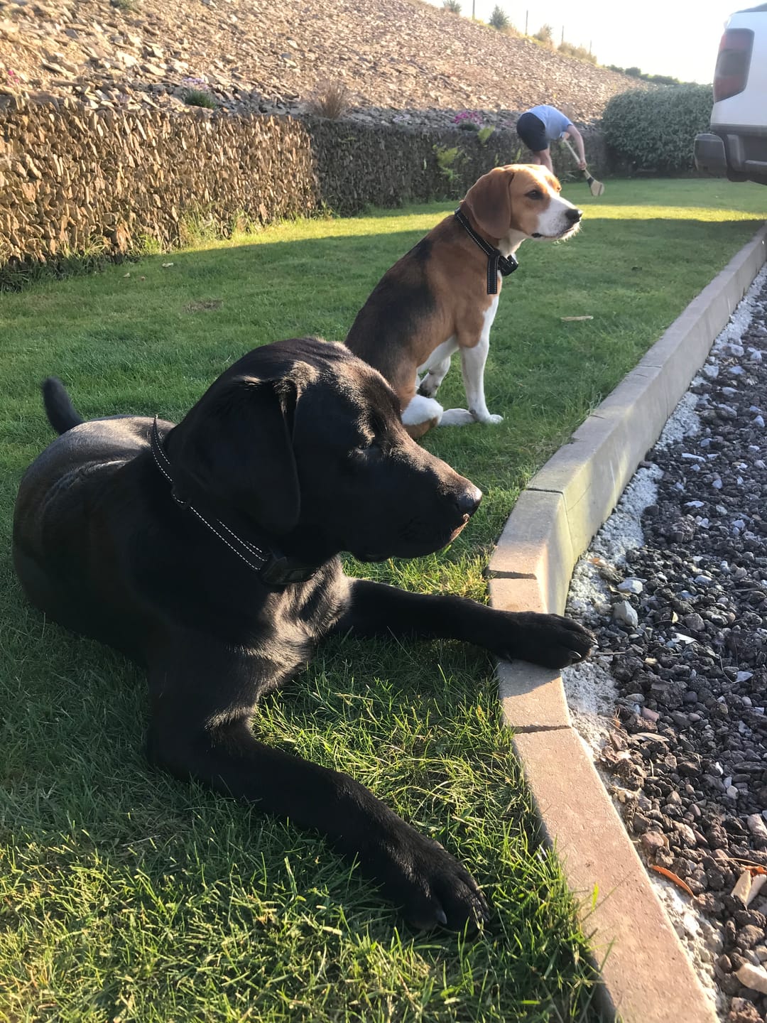 Customer photo review of GPS Dog Fence F8 | for Small, Medium and Large dogs