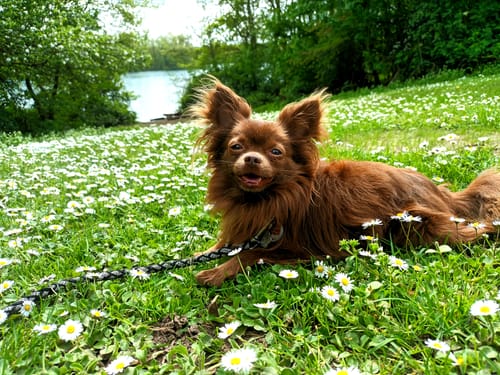 Customer photo review of Active Hips