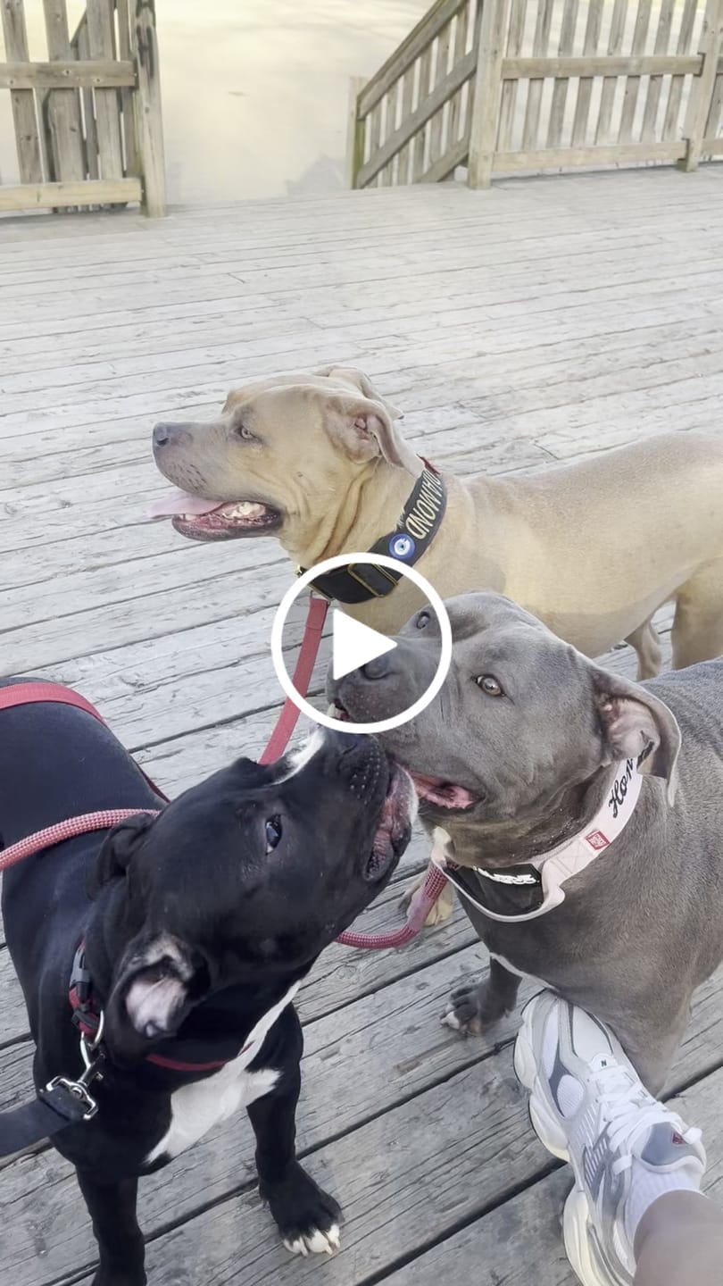 Customer video review of 2" Tacti Luxe Dog Collar - Rose Gold - Sofia