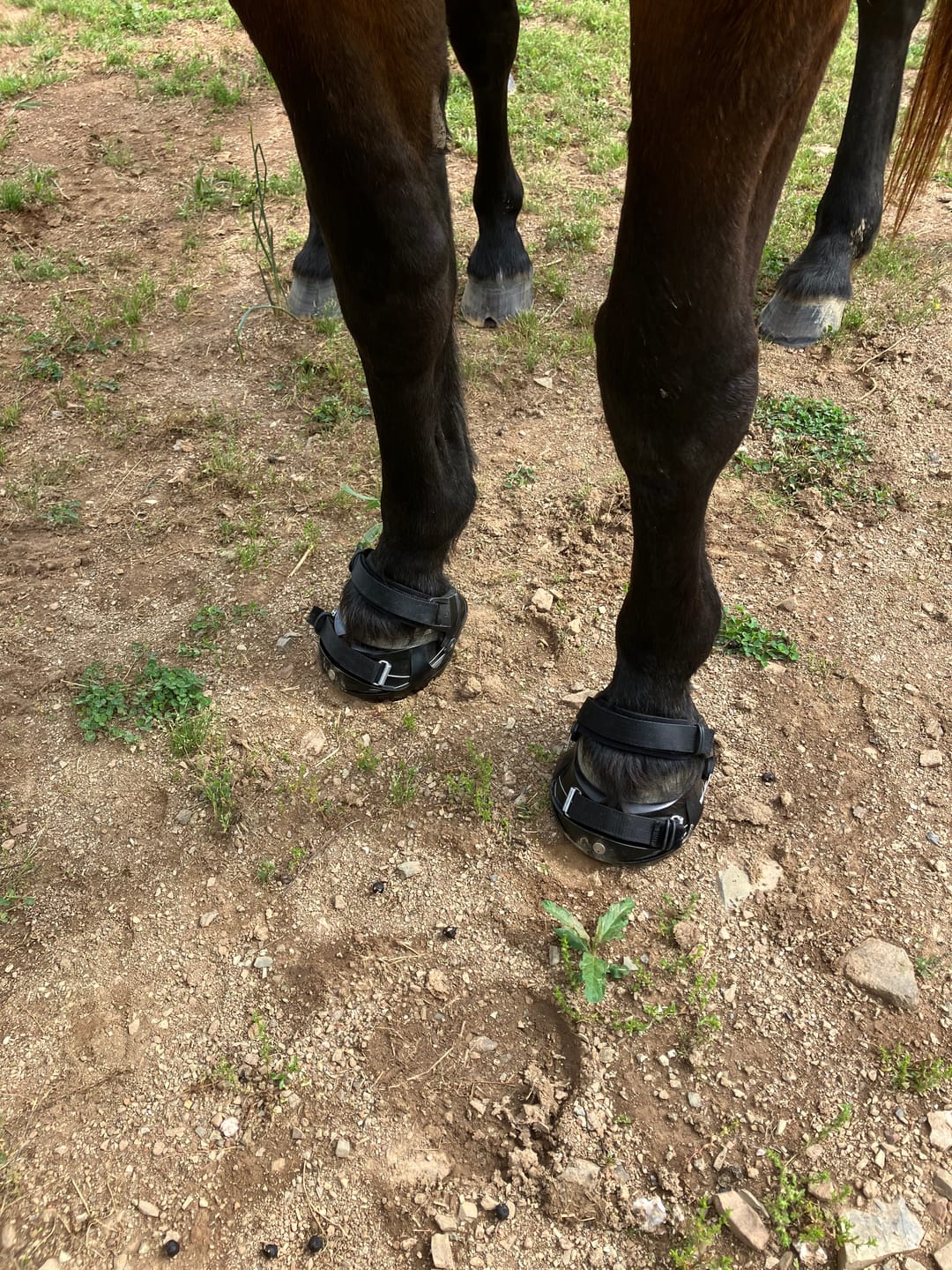 Customer photo review of Renegade® Viper Shield™ Hoof Boots - Black Knight