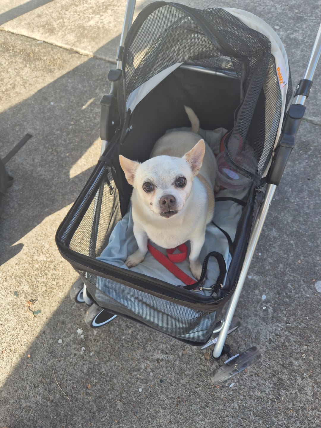 Customer photo review of Pawz Compact & Comfortable Pet Stroller